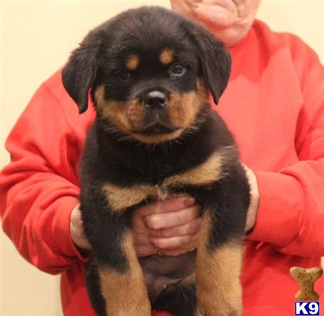vonaslanrottweilers Picture 2
